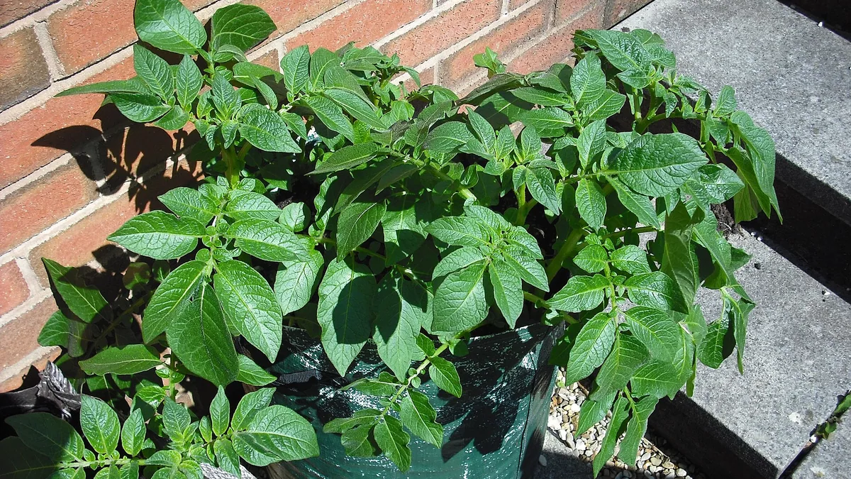 Aardappelen telen in zakken of bakken | Ecologisch tuinieren — EcoTuinen kennisbank Aardappelen telen in zakken of bakken — illustratie bij artikel in categorie eetbare tuin op EcoTuinen, de Nederlandse kennisbank voor ecologisch tuinieren.