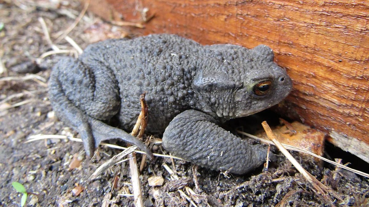 Padden, kikkers en salamanders in de tuin — illustratie bij artikel in categorie biodiversiteit op EcoTuinen, de Nederlandse kennisbank voor ecologisch tuinieren.