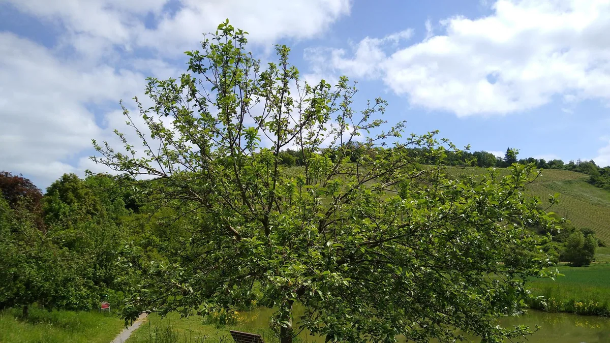 Appelboom snoeien: het verschil tussen vorm- en onderhoudssnoei — illustratie bij artikel in categorie eetbare tuin op EcoTuinen, de Nederlandse kennisbank voor ecologisch tuinieren.
