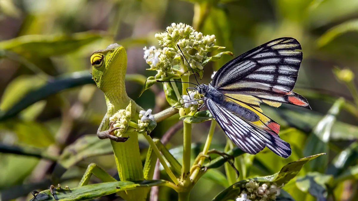 Biodiversiteit in een kleine tuin — illustratie bij artikel in categorie biodiversiteit op EcoTuinen, de Nederlandse kennisbank voor ecologisch tuinieren.