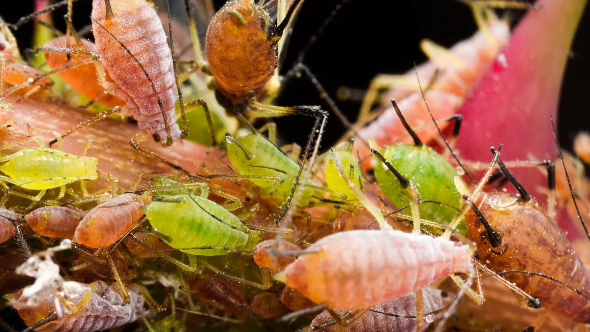 Bladluis zonder gif: vier stappen die echt werken — illustratie bij artikel in categorie natuurlijk onderhoud op EcoTuinen, de Nederlandse kennisbank voor ecologisch tuinieren.