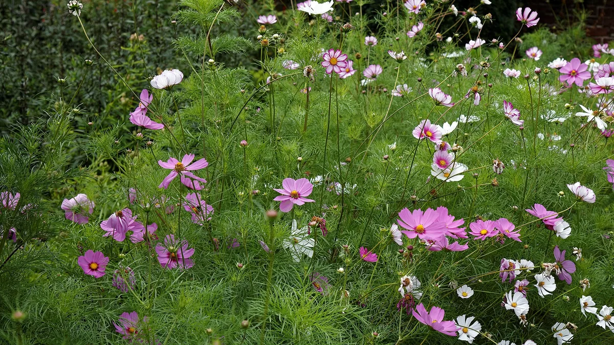Pluktuin: 50 m² voor weeklange-bloemen-binnen — illustratie bij artikel in categorie eetbare tuin op EcoTuinen, de Nederlandse kennisbank voor ecologisch tuinieren.