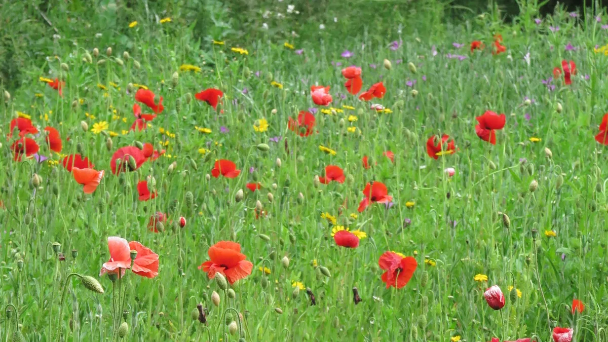 Bloemenweide aanleggen: van gazon naar nectar-zee — illustratie bij artikel in categorie tuinideeen op EcoTuinen, de Nederlandse kennisbank voor ecologisch tuinieren.