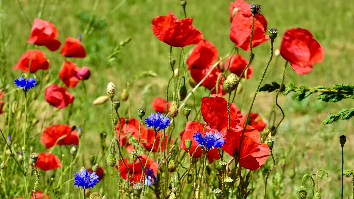 Een bloemenweide aanleggen op kleigrond | Ecologisch tuinieren — EcoTuinen kennisbank Een bloemenweide aanleggen op kleigrond — illustratie bij artikel in categorie biodiversiteit op EcoTuinen, de Nederlandse kennisbank voor ecologisch tuinieren.