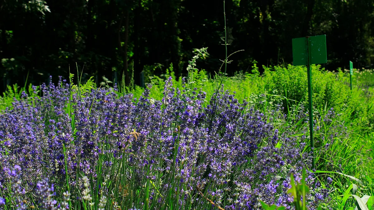 Een droogtebestendige tuin aanleggen — illustratie bij artikel in categorie water in de tuin op EcoTuinen, de Nederlandse kennisbank voor ecologisch tuinieren.