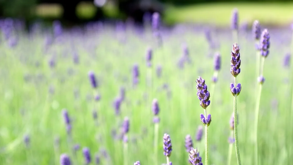 Droogteresistente planten: vaste soorten voor de Nederlandse zomer 2030 — illustratie bij artikel in categorie water in de tuin op EcoTuinen, de Nederlandse kennisbank voor ecologisch tuinieren.