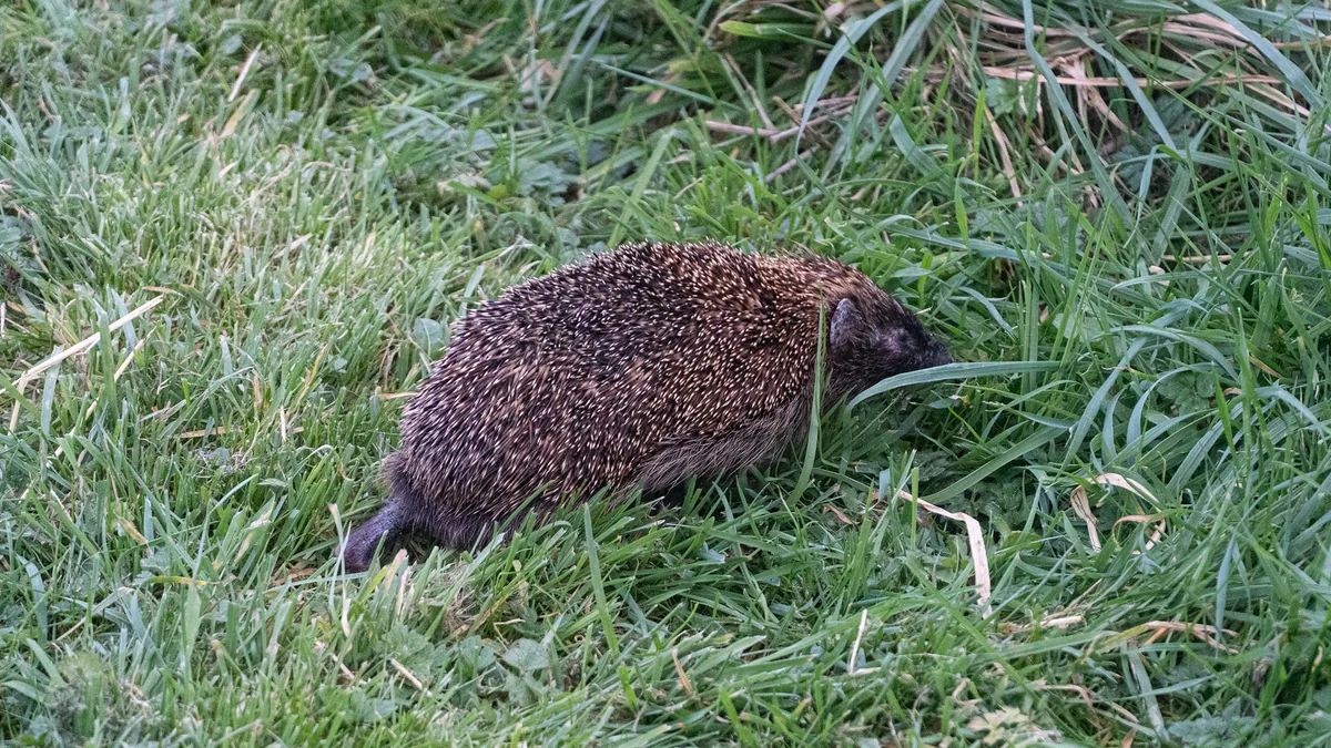 Egels en kleine zoogdieren in de tuin — illustratie bij artikel in categorie biodiversiteit op EcoTuinen, de Nederlandse kennisbank voor ecologisch tuinieren.