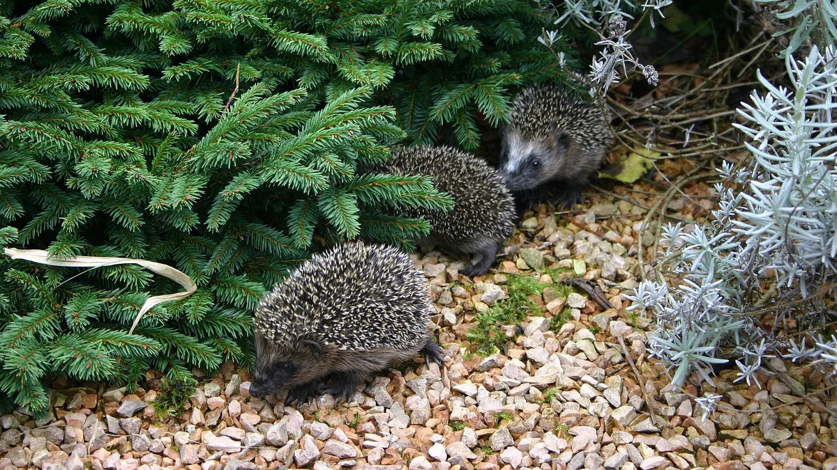 Egels in de stadstuin: een onverwacht-kwetsbare bondgenoot — illustratie bij artikel in categorie biodiversiteit op EcoTuinen, de Nederlandse kennisbank voor ecologisch tuinieren.