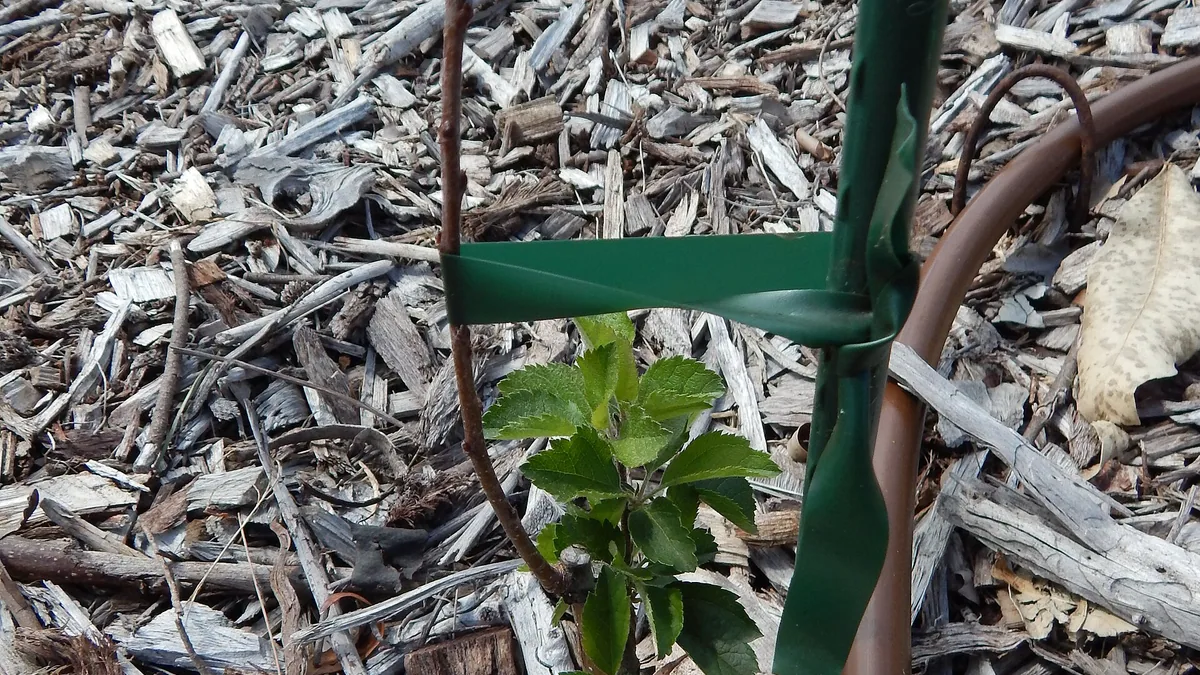 Fruitboom-onderstammen: M9, M26, MM106 — wat ze betekenen — illustratie bij artikel in categorie eetbare tuin op EcoTuinen, de Nederlandse kennisbank voor ecologisch tuinieren.