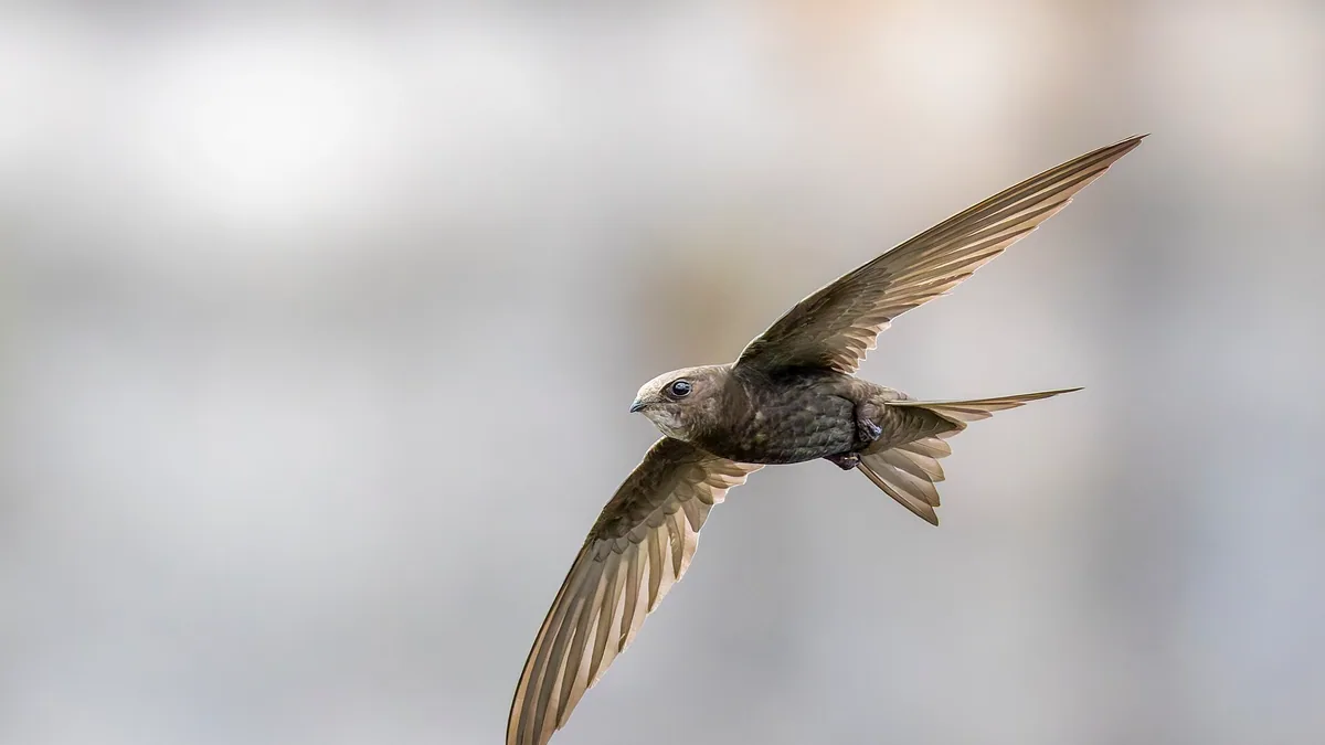 Gierzwaluw-nestkasten: een verdwijnende stadsbroeder retten — illustratie bij artikel in categorie biodiversiteit op EcoTuinen, de Nederlandse kennisbank voor ecologisch tuinieren.