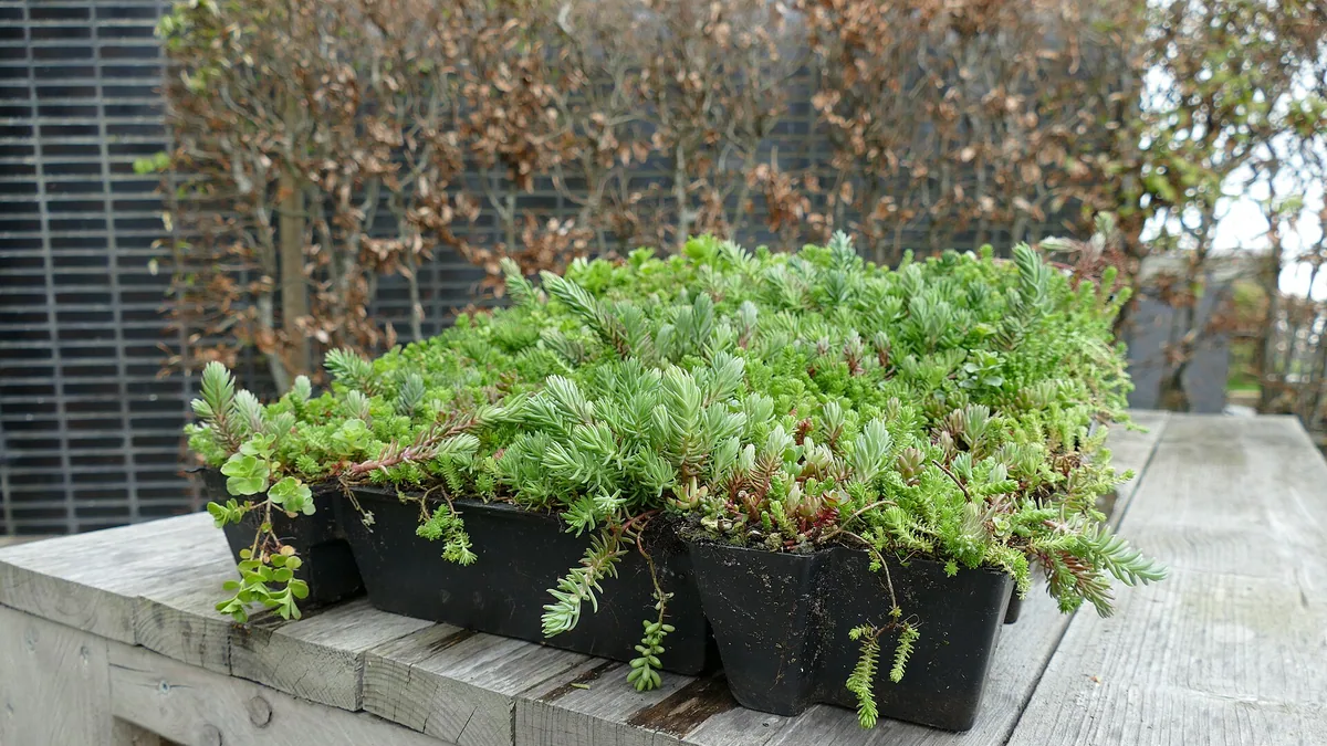 Groen dak: extensief vs intensief, wat past? — illustratie bij artikel in categorie tuinideeen op EcoTuinen, de Nederlandse kennisbank voor ecologisch tuinieren.