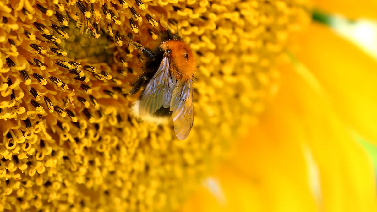 Hommels in de tuin: kolonies van een paar honderd, niet duizenden — illustratie bij artikel in categorie biodiversiteit op EcoTuinen, de Nederlandse kennisbank voor ecologisch tuinieren.
