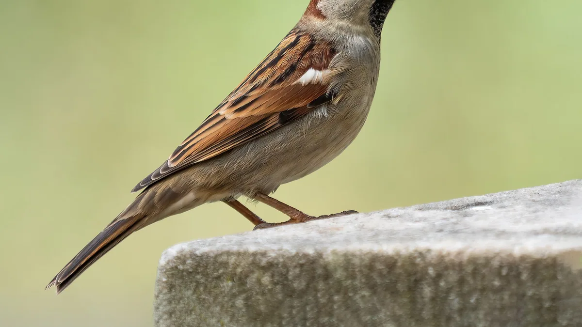 Huismussen redden in je eigen tuin — illustratie bij artikel in categorie biodiversiteit op EcoTuinen, de Nederlandse kennisbank voor ecologisch tuinieren.
