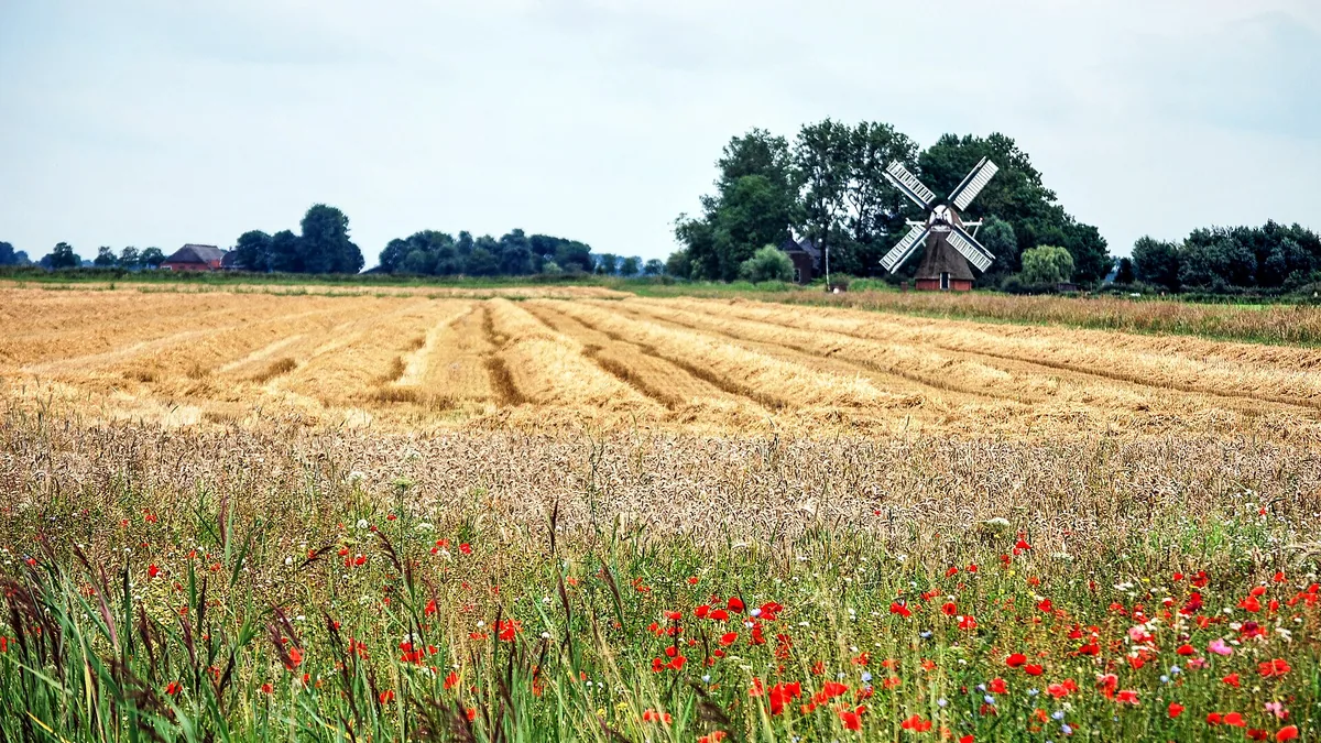 Inheemse veldbloemen voor je tuin — illustratie bij artikel in categorie eetbare tuin op EcoTuinen, de Nederlandse kennisbank voor ecologisch tuinieren.