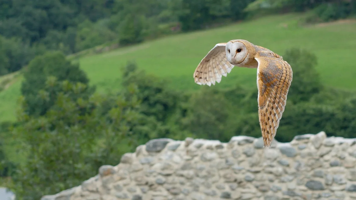 Kerkuil in de schuur: een nestkast die werkt — illustratie bij artikel in categorie biodiversiteit op EcoTuinen, de Nederlandse kennisbank voor ecologisch tuinieren.