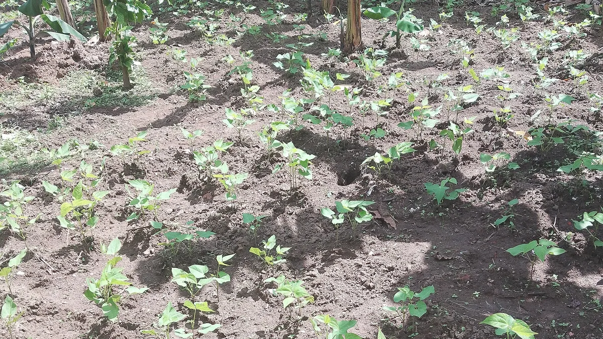 Onkruidbeheer zonder herbicide: vier strategieën die werken — illustratie bij artikel in categorie natuurlijk onderhoud op EcoTuinen, de Nederlandse kennisbank voor ecologisch tuinieren.