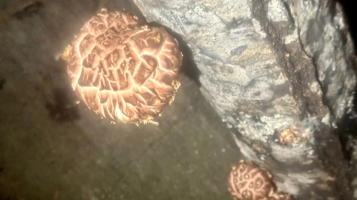 Paddenstoelen kweken in je eigen tuin | Ecologisch tuinieren — EcoTuinen kennisbank Paddenstoelen kweken in je eigen tuin — illustratie bij artikel in categorie eetbare tuin op EcoTuinen, de Nederlandse kennisbank voor ecologisch tuinieren.