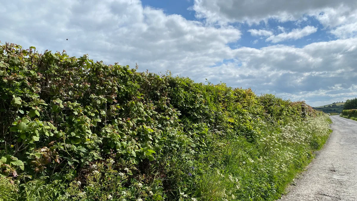 De randstrook: 50 cm wilde rand levert meer biodiversiteit dan halve tuin — illustratie bij artikel in categorie biodiversiteit op EcoTuinen, de Nederlandse kennisbank voor ecologisch tuinieren.