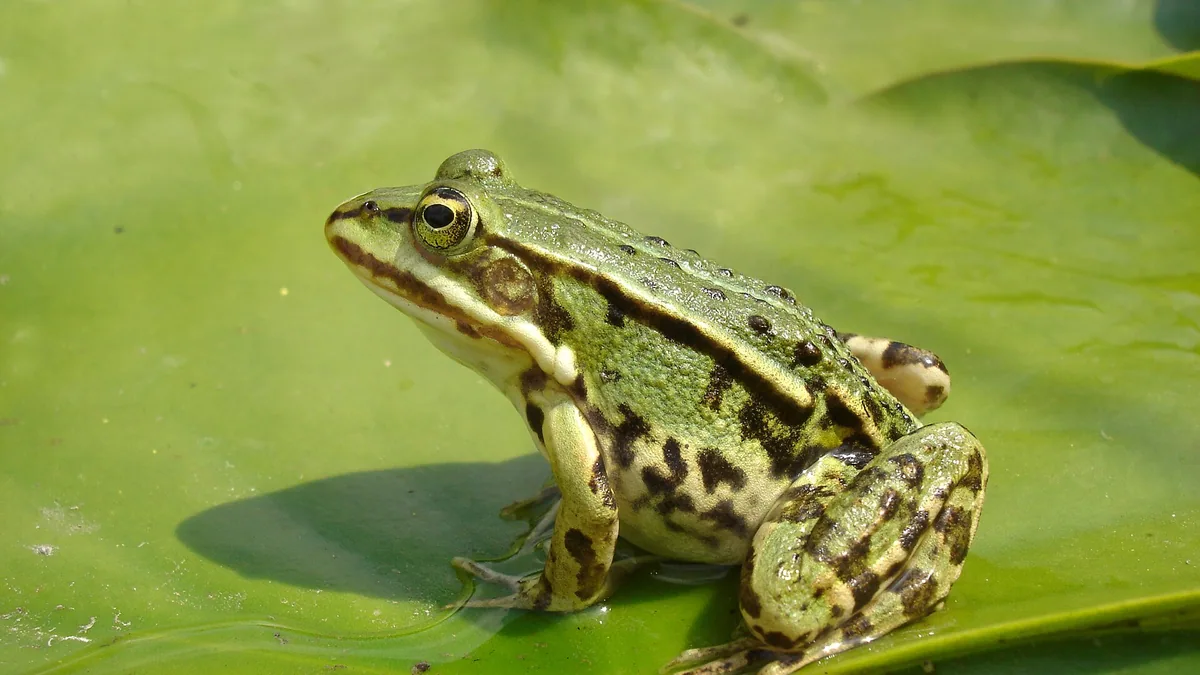 Amfibieën-poel: een vijver zonder vissen voor kikkers, padden en salamanders — illustratie bij artikel in categorie water in de tuin op EcoTuinen, de Nederlandse kennisbank voor ecologisch tuinieren.
