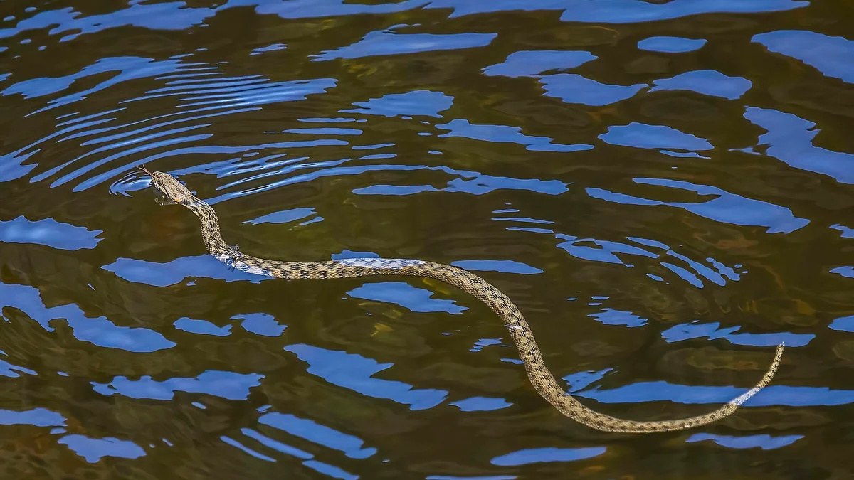 Ringslangen in een tuinvijver: kan dat, en wat helpt — illustratie bij artikel in categorie biodiversiteit op EcoTuinen, de Nederlandse kennisbank voor ecologisch tuinieren.