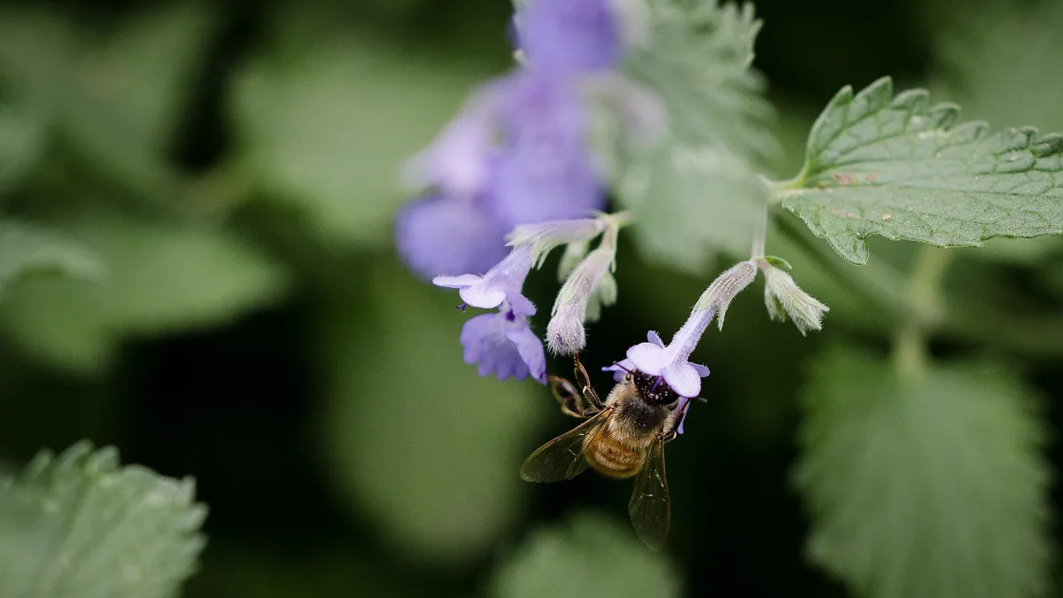 Seizoensbloei plannen voor jaarrond voedsel | Ecologisch tuinieren — EcoTuinen kennisbank Seizoensbloei plannen voor jaarrond voedsel — illustratie bij artikel in categorie biodiversiteit op EcoTuinen, de Nederlandse kennisbank voor ecologisch tuinieren.