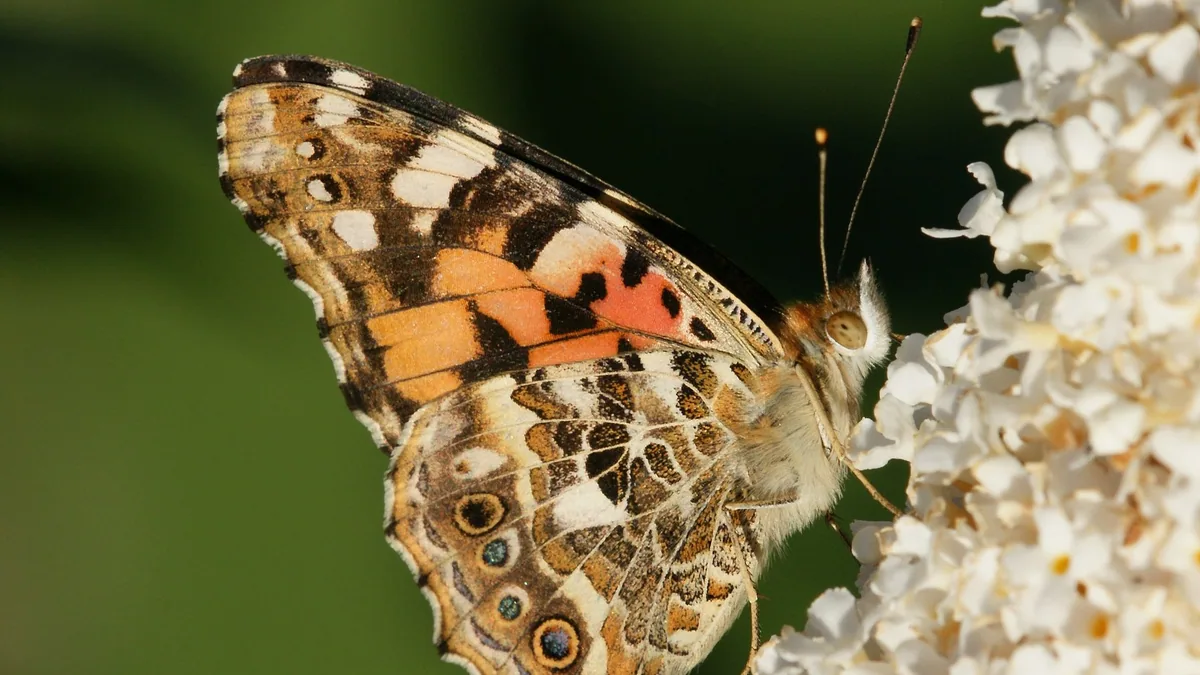 Vlier en vlinderstruik snoeien: hoe radicaal mag het? — illustratie bij artikel in categorie natuurlijk onderhoud op EcoTuinen, de Nederlandse kennisbank voor ecologisch tuinieren.