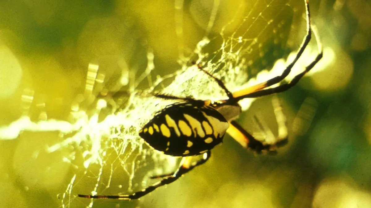 Spinnen in de tuin: zo\ — illustratie bij artikel in categorie biodiversiteit op EcoTuinen, de Nederlandse kennisbank voor ecologisch tuinieren.