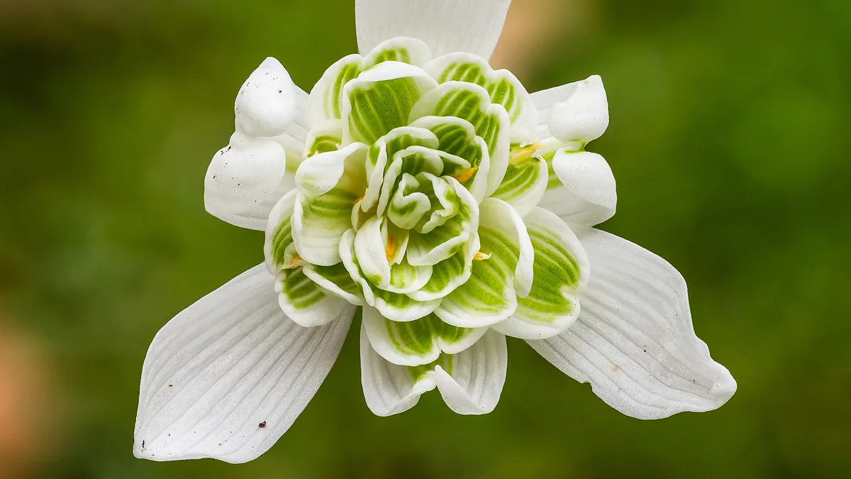 Stinzenplanten: vroege voorjaarsbloei van Friese buitenplaatsen — illustratie bij artikel in categorie biodiversiteit op EcoTuinen, de Nederlandse kennisbank voor ecologisch tuinieren.