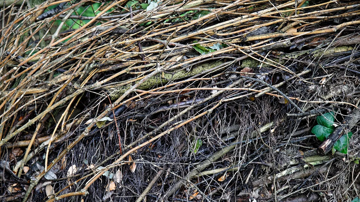 Takkenril: rommelige goudader voor biodiversiteit — illustratie bij artikel in categorie tuinideeen op EcoTuinen, de Nederlandse kennisbank voor ecologisch tuinieren.