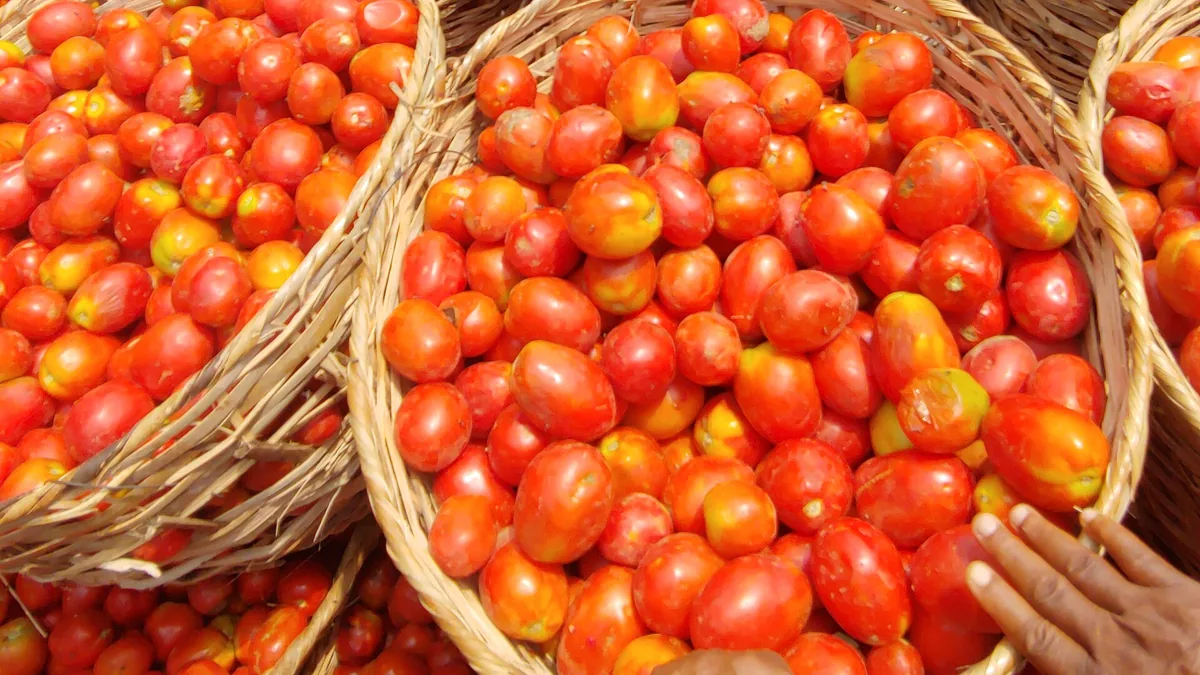 Tomaten kweken zonder kas | Ecologisch tuinieren — EcoTuinen kennisbank Tomaten kweken zonder kas — illustratie bij artikel in categorie eetbare tuin op EcoTuinen, de Nederlandse kennisbank voor ecologisch tuinieren.