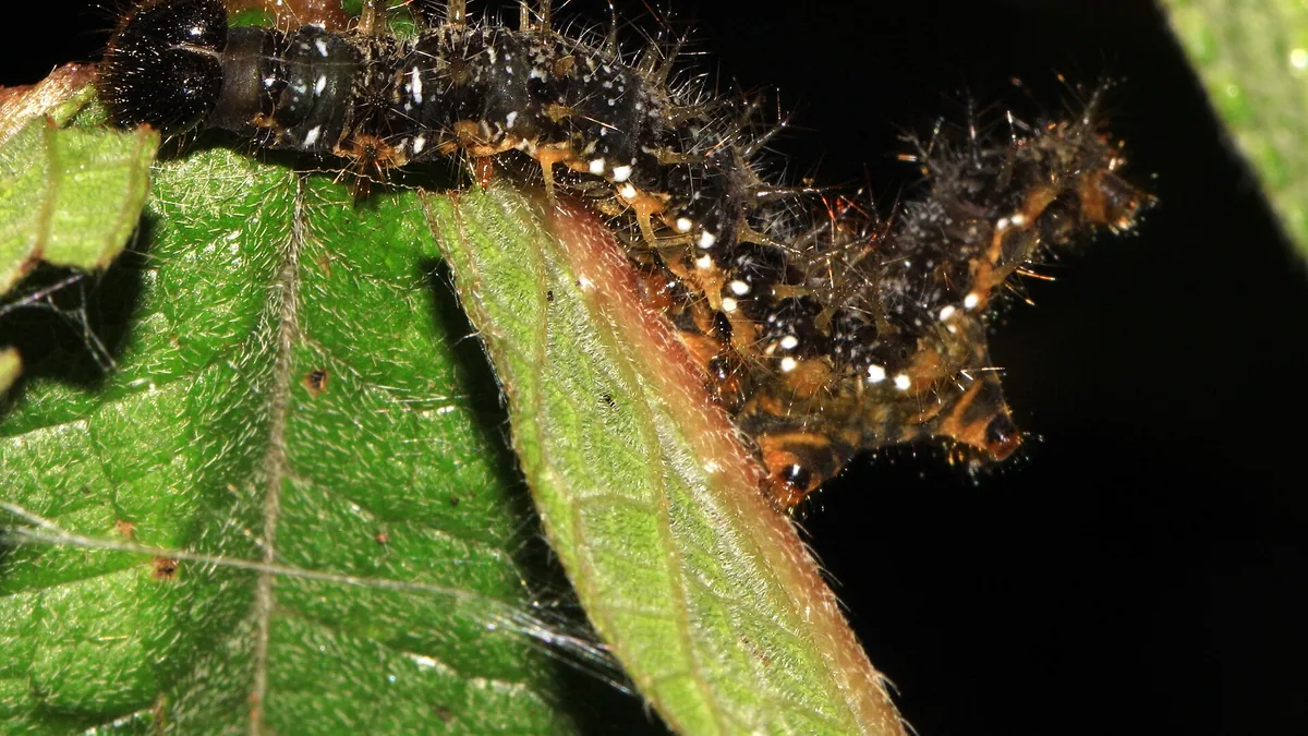 Waardplanten voor vlinderrupsen: nectar is niet genoeg — illustratie bij artikel in categorie biodiversiteit op EcoTuinen, de Nederlandse kennisbank voor ecologisch tuinieren.