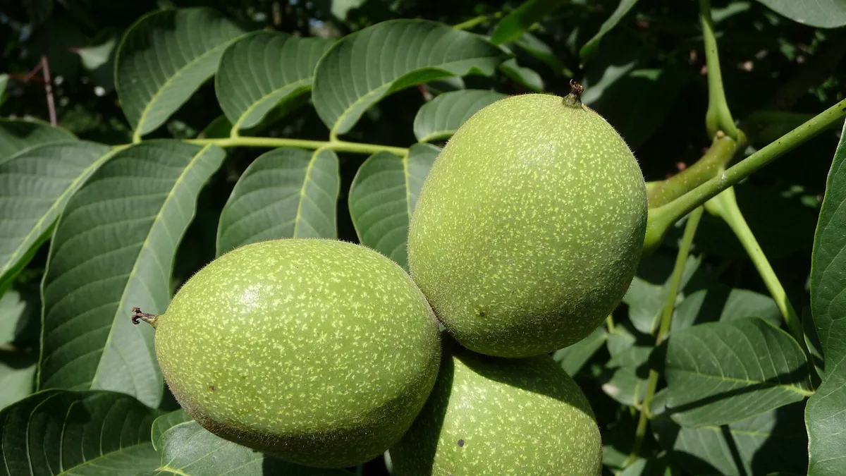 Walnoot in de tuin: een boom die honderd jaar staat én produceert — illustratie bij artikel in categorie eetbare tuin op EcoTuinen, de Nederlandse kennisbank voor ecologisch tuinieren.