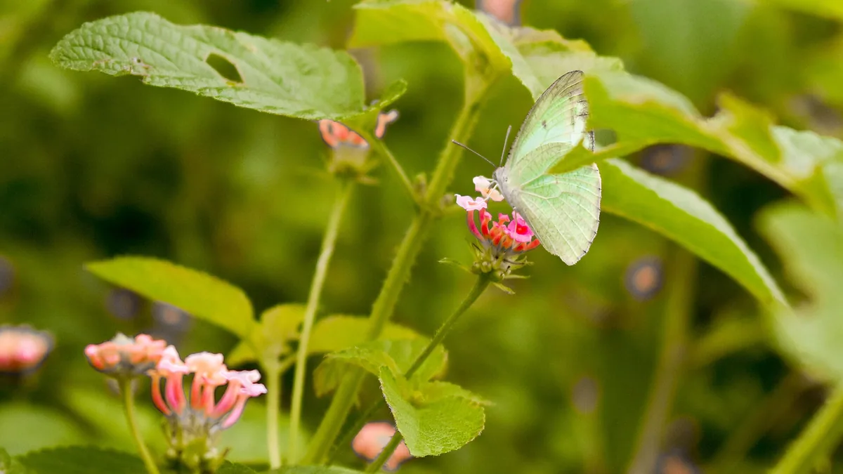 Wat is ecologisch tuinieren eigenlijk? Een praktische uitleg voor gewone tuinen — illustratie bij artikel in categorie biodiversiteit op EcoTuinen, de Nederlandse kennisbank voor ecologisch tuinieren.