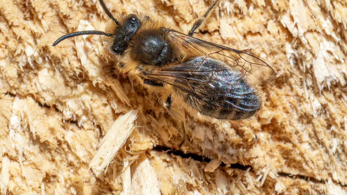 Wilde bijen aantrekken: van zandheuvel tot stengelhotel — illustratie bij artikel in categorie biodiversiteit op EcoTuinen, de Nederlandse kennisbank voor ecologisch tuinieren.