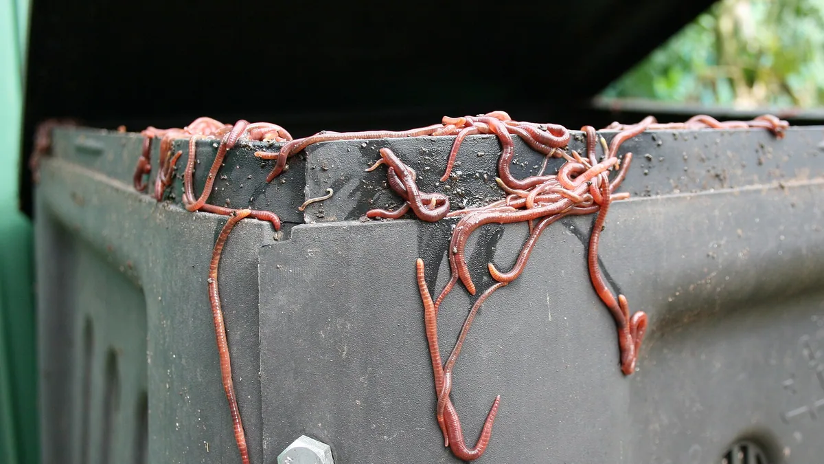 Wormenbak in de keuken: vermicompost zonder geur — illustratie bij artikel in categorie bodem composteren op EcoTuinen, de Nederlandse kennisbank voor ecologisch tuinieren.