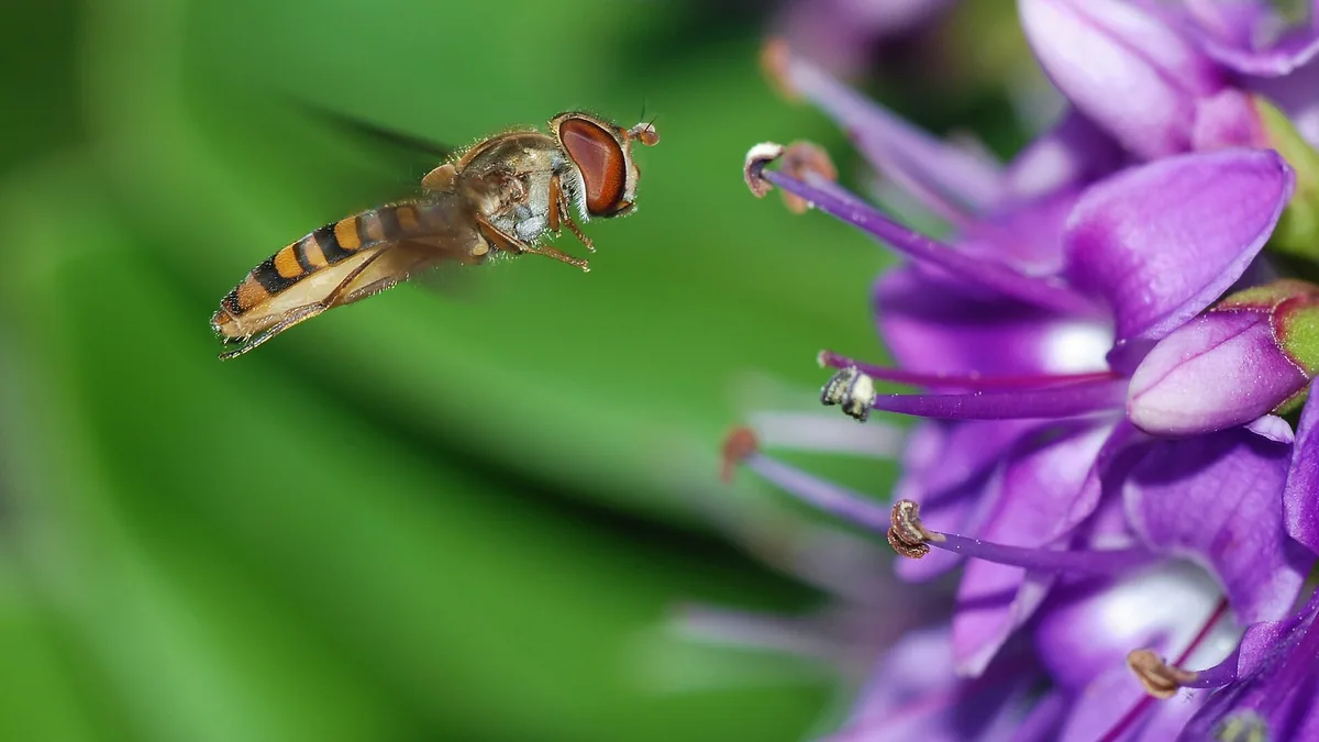 Zweefvliegen: bestuivers en bladluiseters in één — illustratie bij artikel in categorie biodiversiteit op EcoTuinen, de Nederlandse kennisbank voor ecologisch tuinieren.