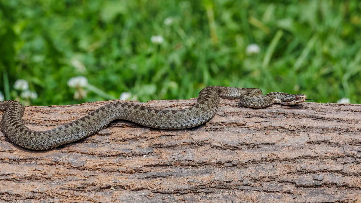 Adder