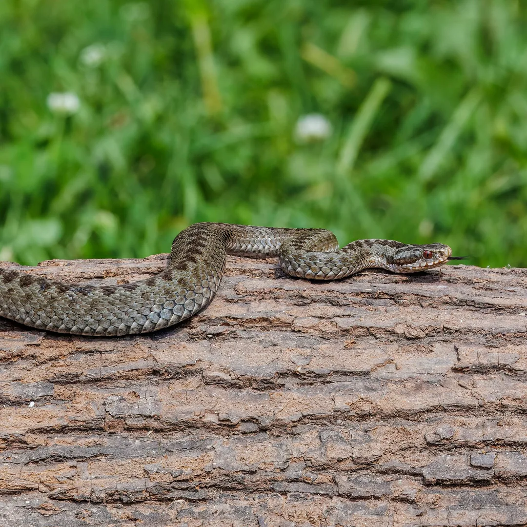 Adder