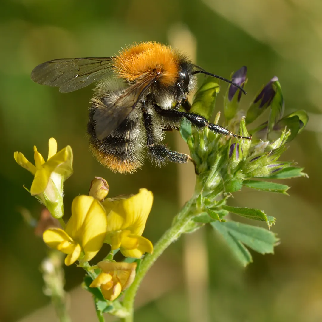 Akkerhommel