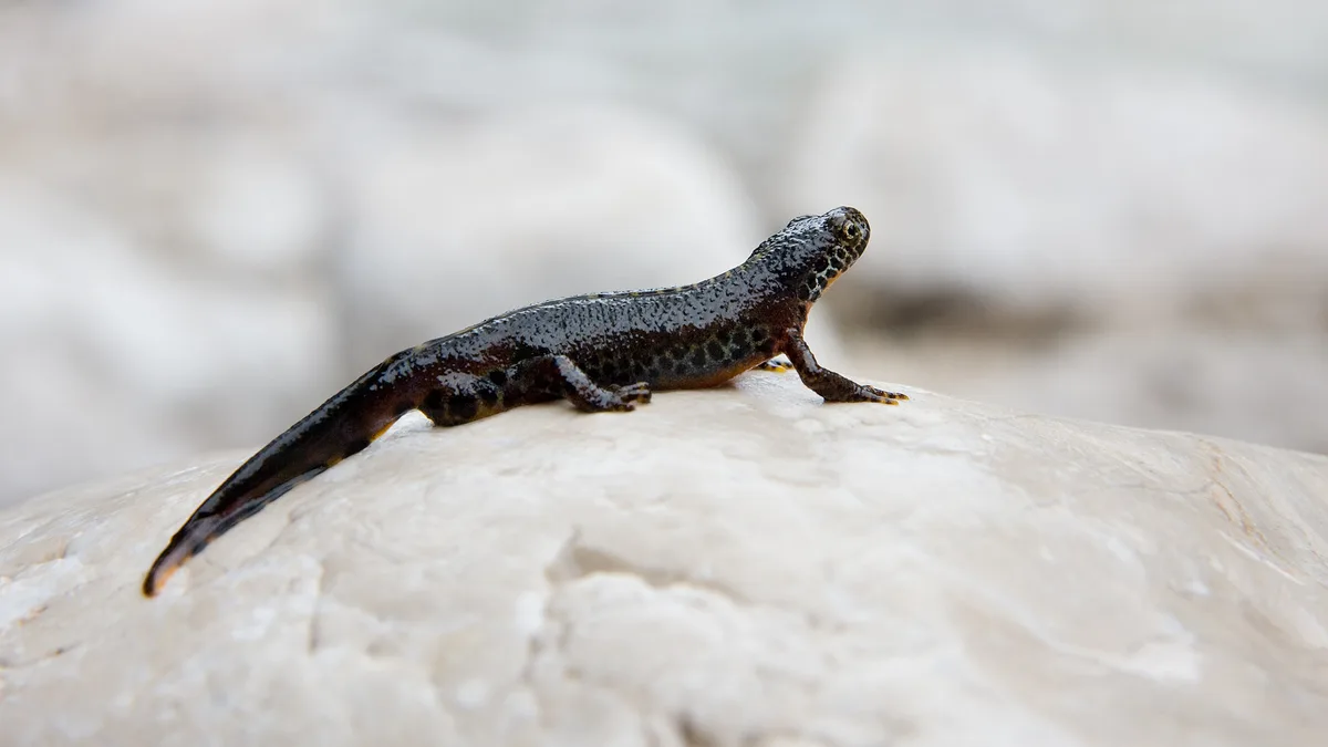 Alpenwatersalamander