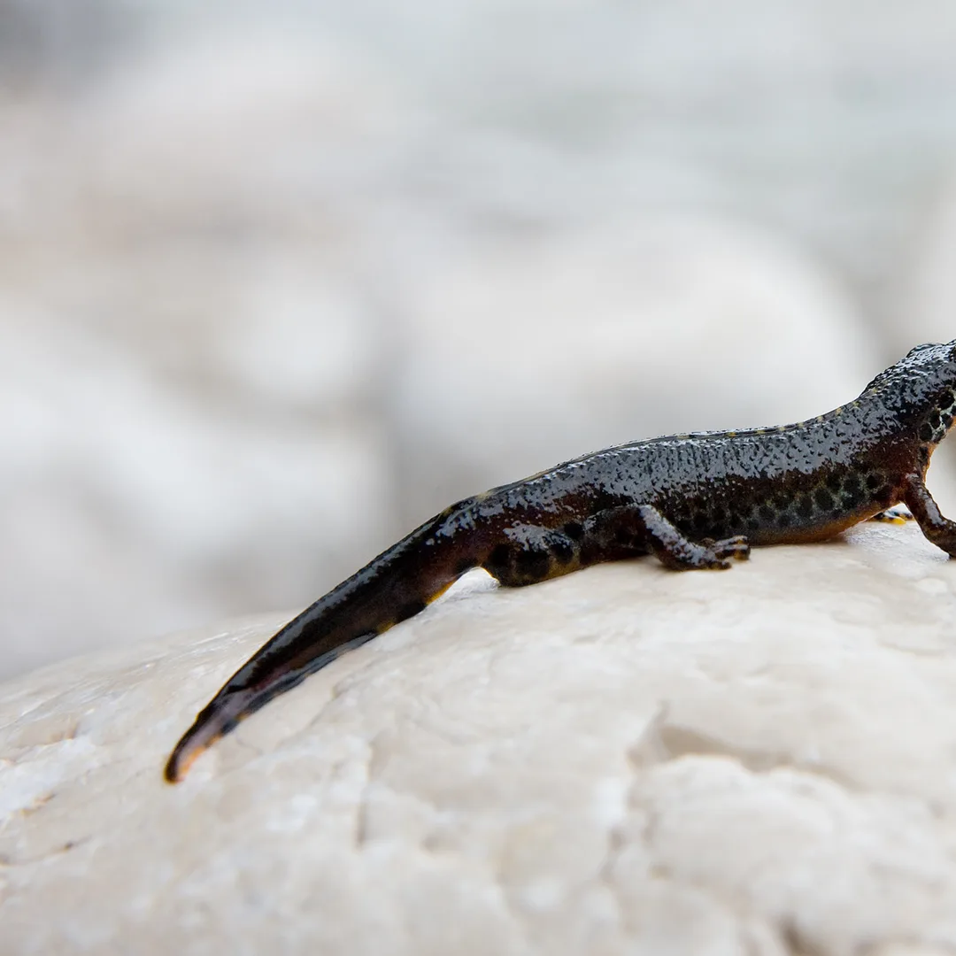 Alpenwatersalamander