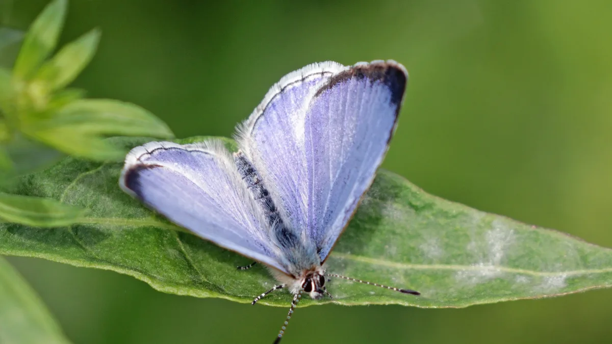 Boomblauwtje