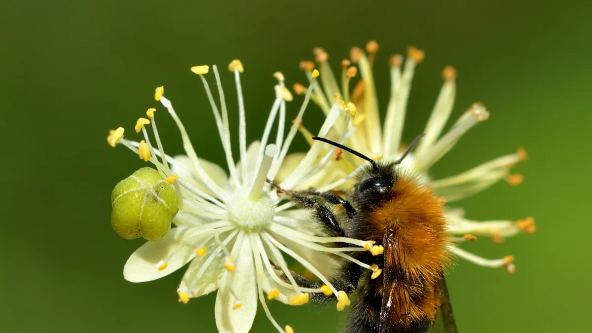 Boomhommel