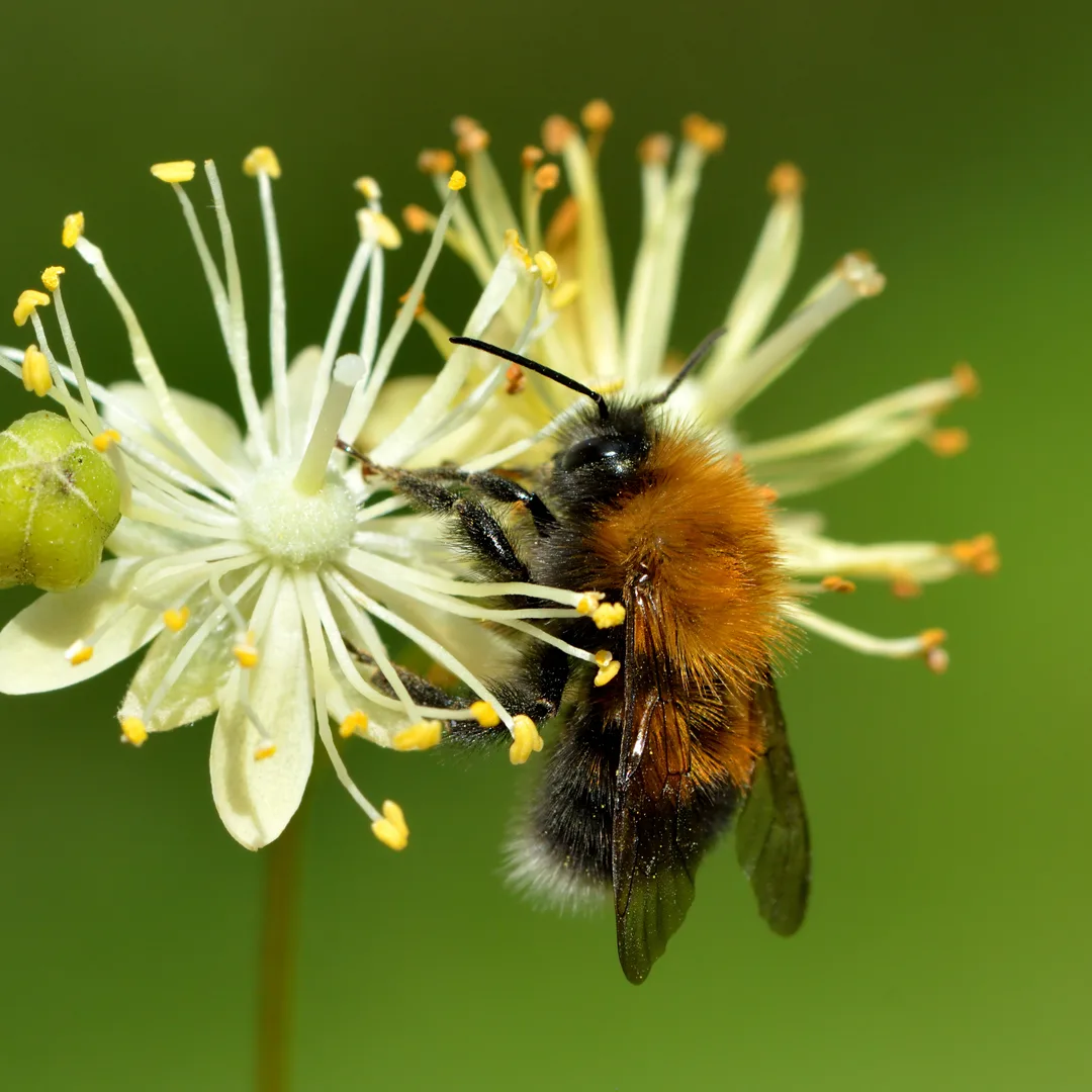 Boomhommel