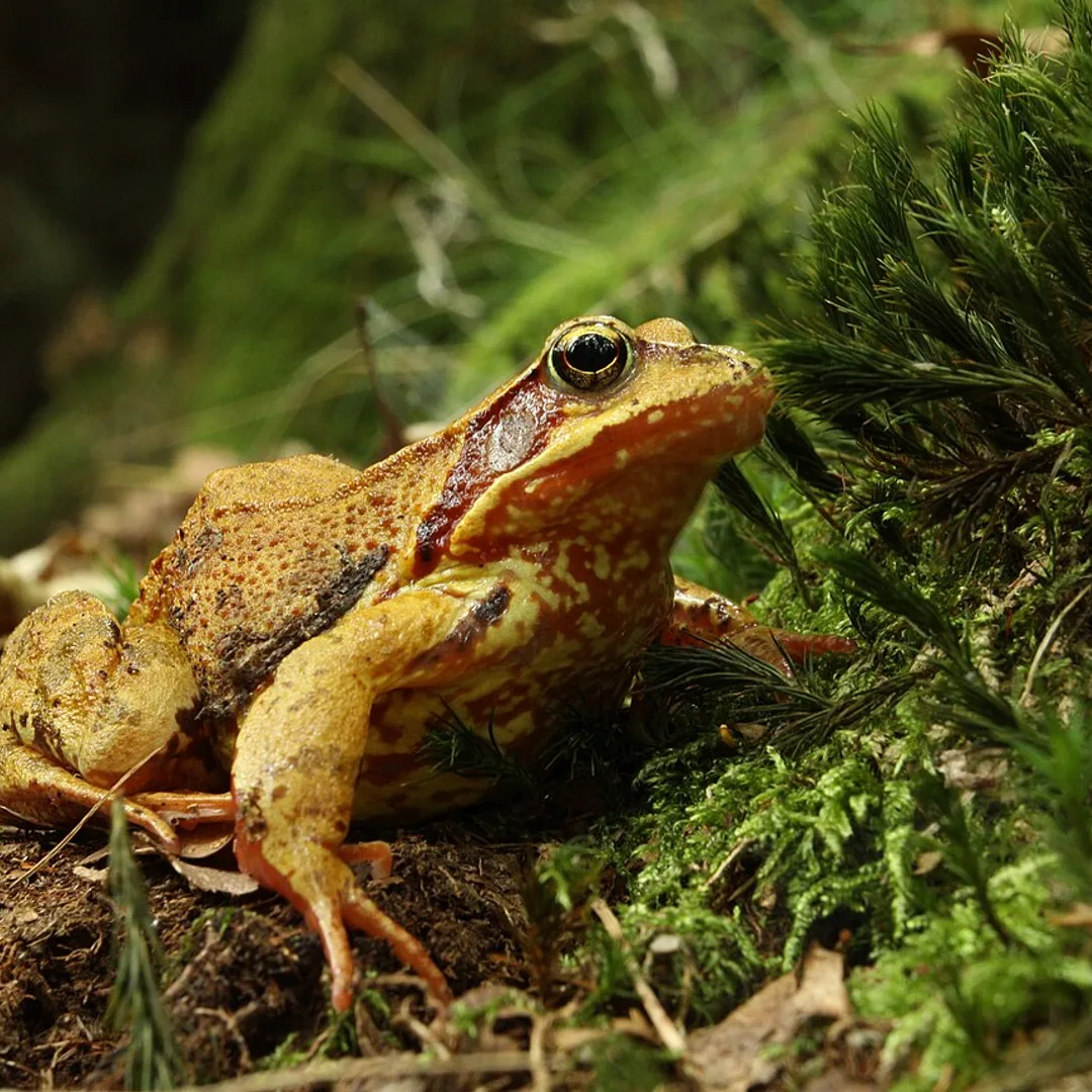 Bruine kikker