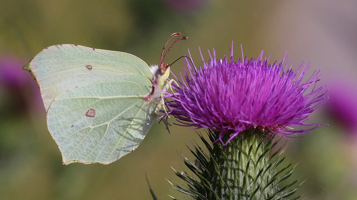 Citroenvlinder