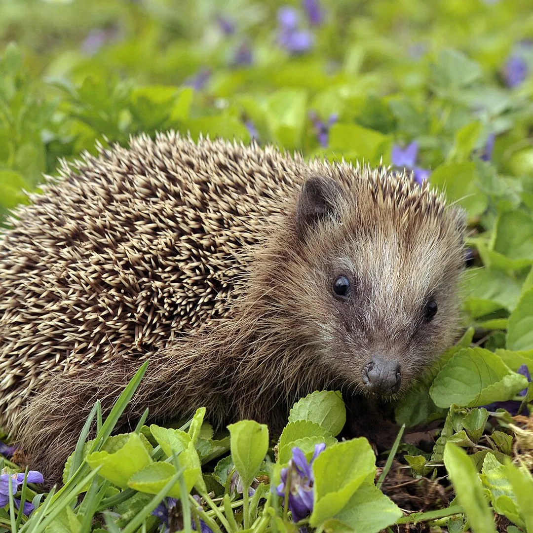 Egel