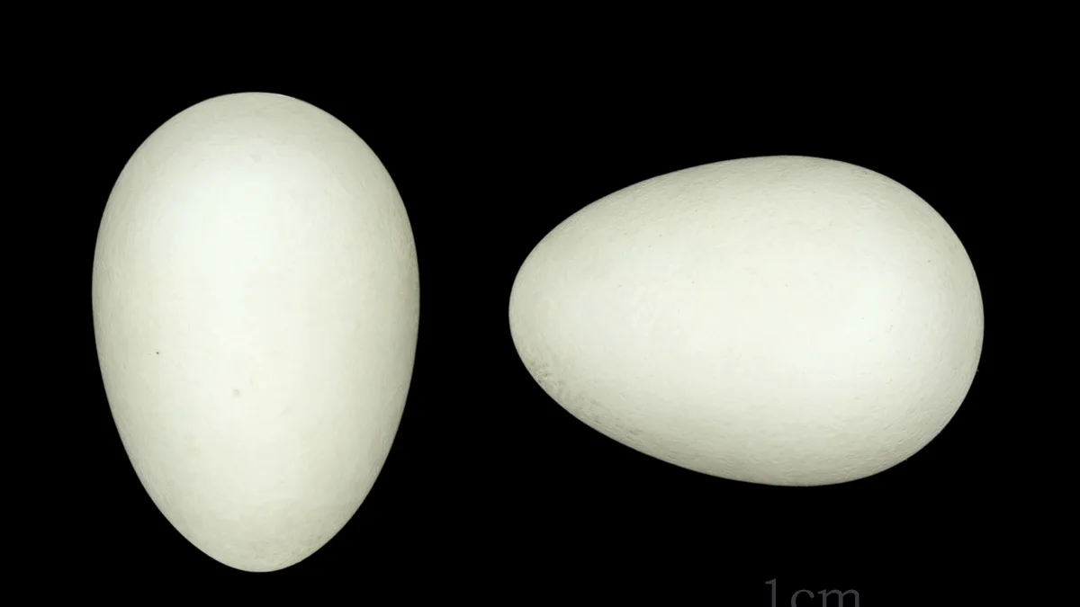 Gierzwaluw