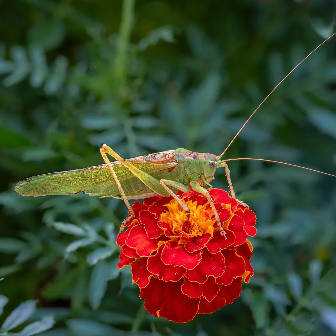 Groene sabelsprinkhaan