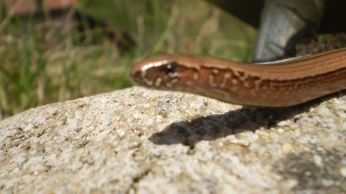 Hazelworm
